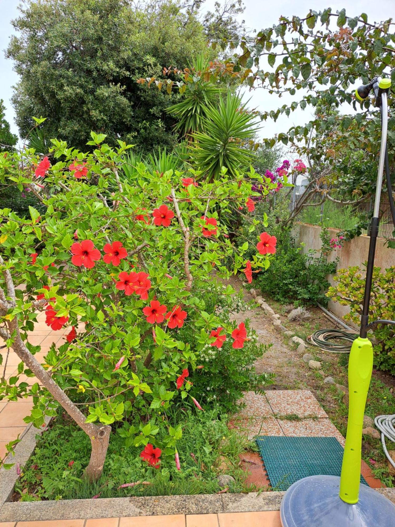 Bed and Breakfast Casa Di Paolo E Roberta Santa Teresa di Gallura Esterno foto